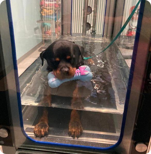 Cane durante una seduta di fisioterapia veterinaria in tapis roulant in acqua
