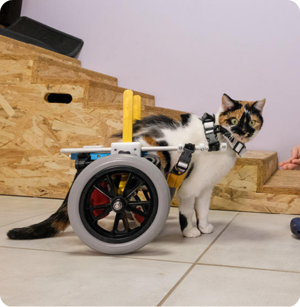 Fisioterapia Veterinaria Gatto con supporto per la mobilità durante un percorso di fisioterapia veterinaria