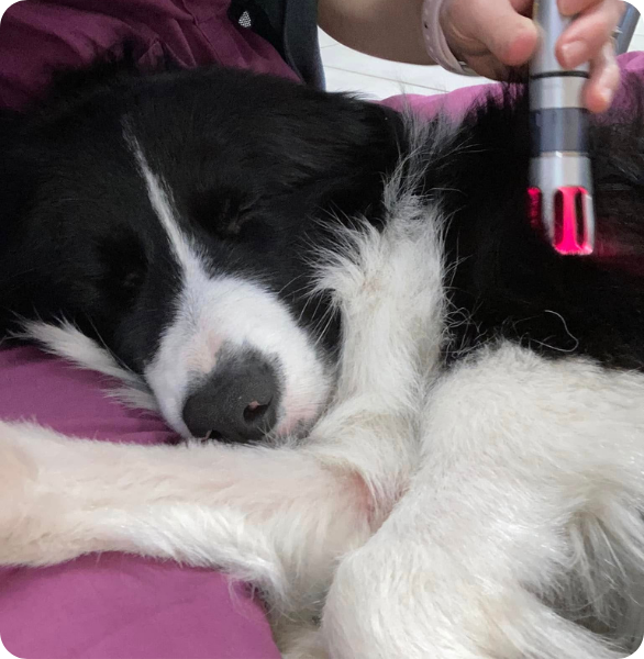 Il piccolo Corie Durante le sedute di fisioterapia Cane durante una seduta di laserterapia veterinaria