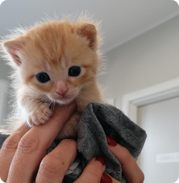 Primary Care cuccioli Visita di medicina primaria veterinaria per un gattino cucciolo