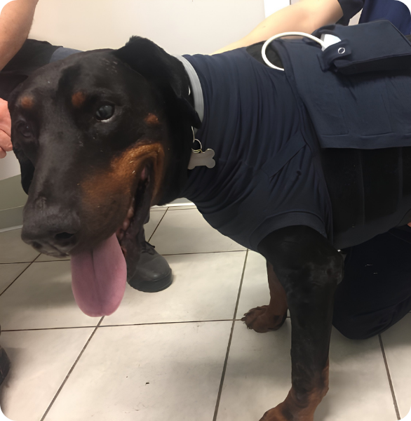 Cane con Holter Esame Holter ad un cane