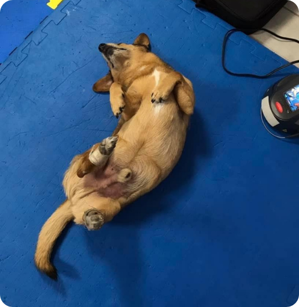 Cane con zampa fasciata a pancia in su durante un'appuntamento di fisioterapia