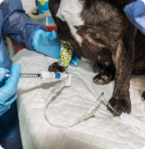 Cane durante trattamento chemioterapico Cane durante un trattamento oncologico veterinario con accesso endovenoso