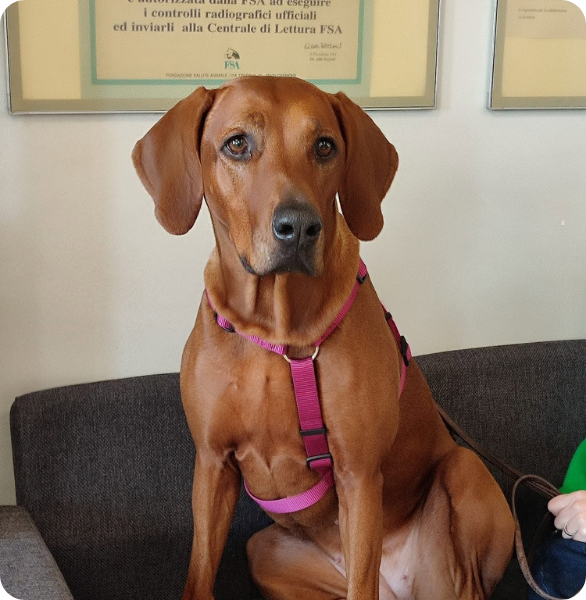 Cane in attesa di controllo veterinario