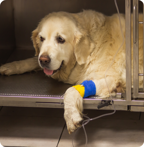 Cane in degenza con catetere Cane ricoverato in degenza con catetere per fluidoterapia