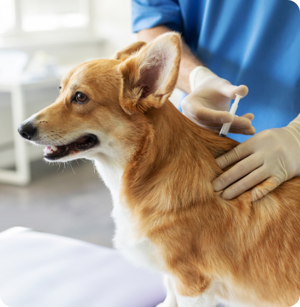 Cane vaccinato Cane Corgie durante la vaccinazione in clinica