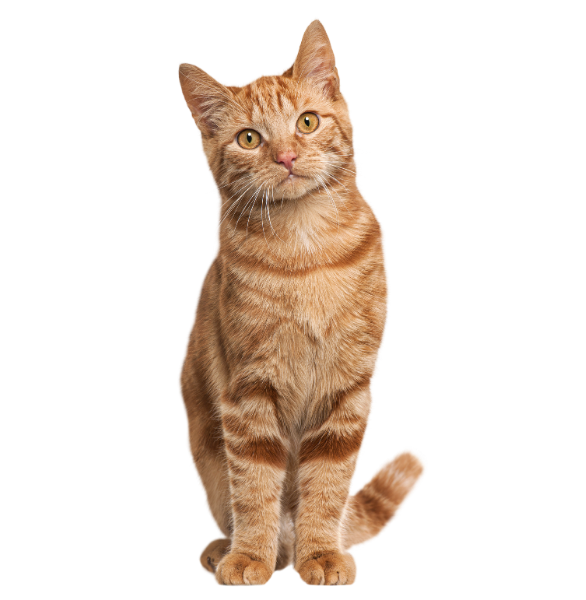 Clinica Cat Friendy Gatto arancione su sfondo trasparente per simboleggiare la certificazione oro dell'Ospedale Veterinario San Francesco