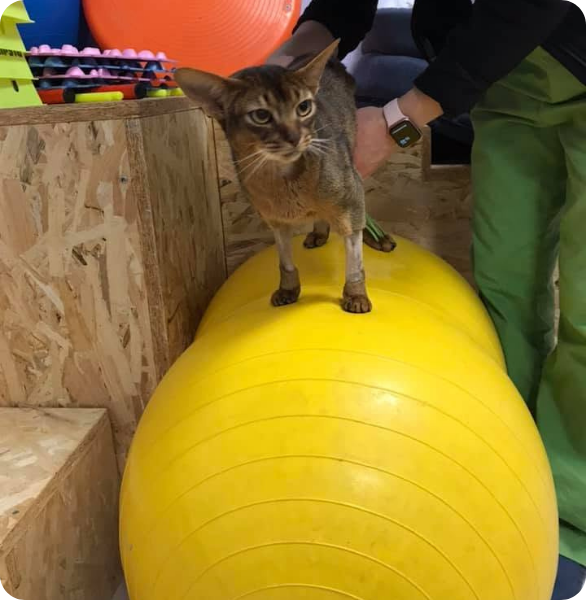 Cloe in fisioterapia Cloe, gatto incidentato che recupera i movimenti con la fisioterapia