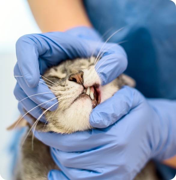 Controllo denti gatto Veterinario dell'ospedale veterinario San Francesco a Treviso controlla i denti di un gatto
