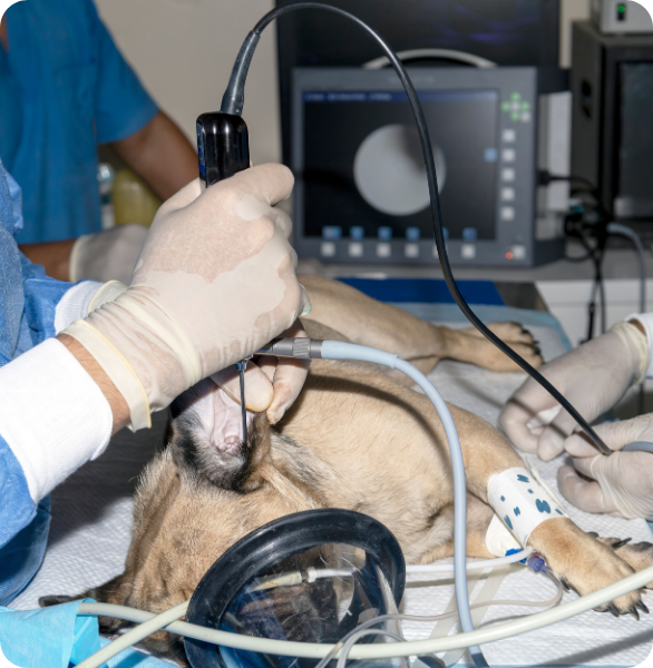 Controllo endoscopico Cane carlino addormentato durante un prelievo bioptico con endoscopio