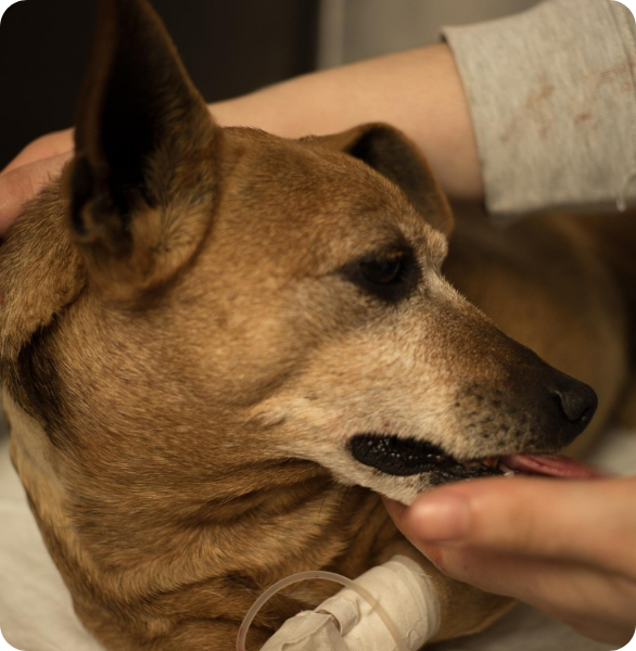 Cane in reparto degenza Cane ricoverato in degenza dopo un intervento da un bacino al tecnico che è venuto a controllarlo