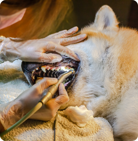 Detartrasi Akita Detartrasi ad un cane akita