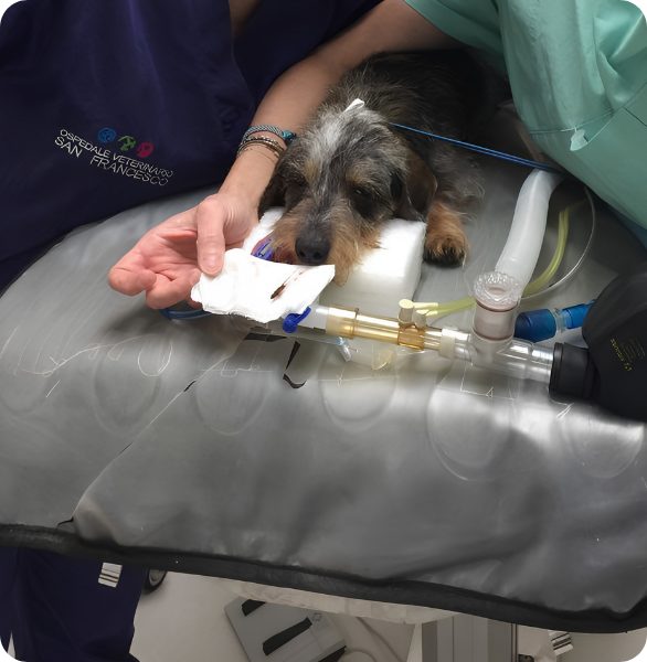 Rimozione di un forasacco con procedura endoscopica veterinaria