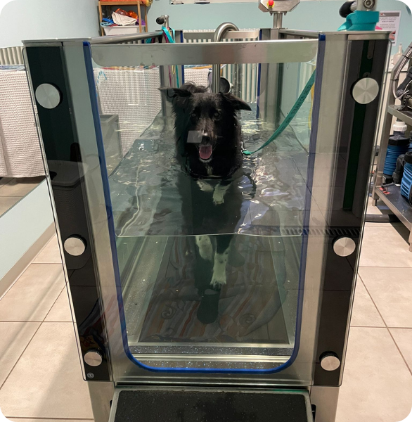 Foto sito San Francesco TV cane durante under water treadmill (seduta di fisioterapia)