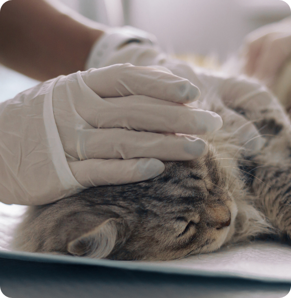Gatto al pronto soccorso per un controllo Ecografia ad un gatto, con il veterinario che cerca di tranquillizzarlo