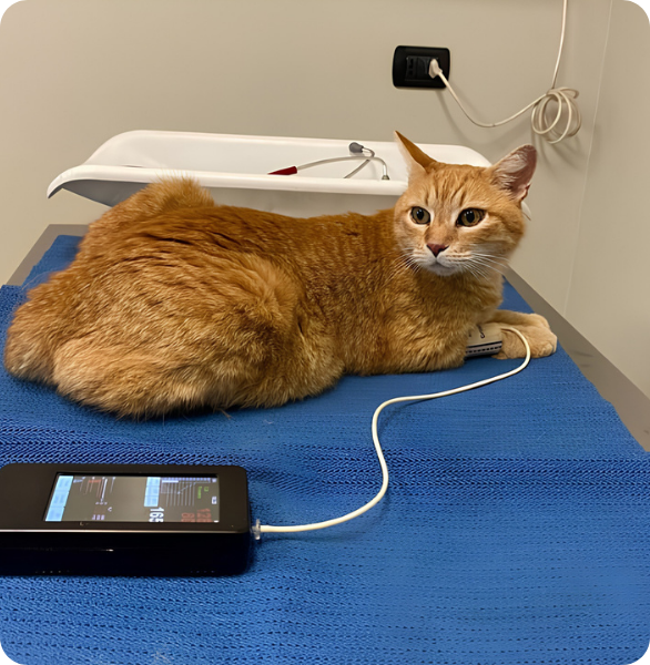 Gatto cardiopatico Frisky, gatto cardiopatico, durante un controllo della pressione arteriosa
