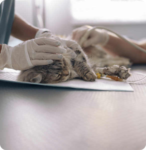 Gatto con catetere con controllo post chirurgia Gatto con catetere con controllo ecografico post chirurgia