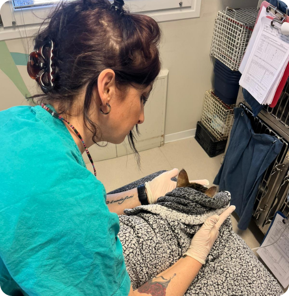 Gatto in degenza dopo un intervento di chirurgia mini-invasiva veterinaria
