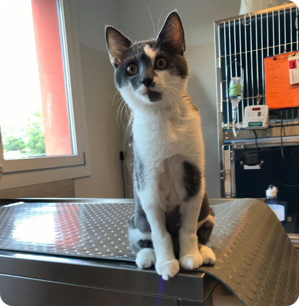 Gatto in degenza Gatto in degenza presso l'Ospedale Veterinario San Francesco Treviso