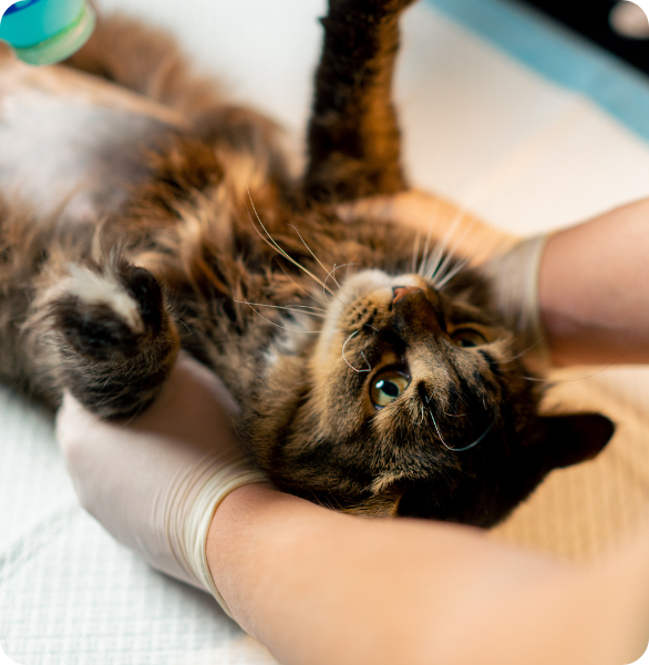 Gatto preparato per l'esame ecografico Gatto preparato per un esame ecografico veterinario