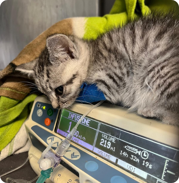 Gatto ricoverato durante terapia infusionale veterinaria
