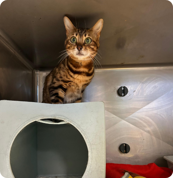 Gatto ricoverato in degenza veterinaria