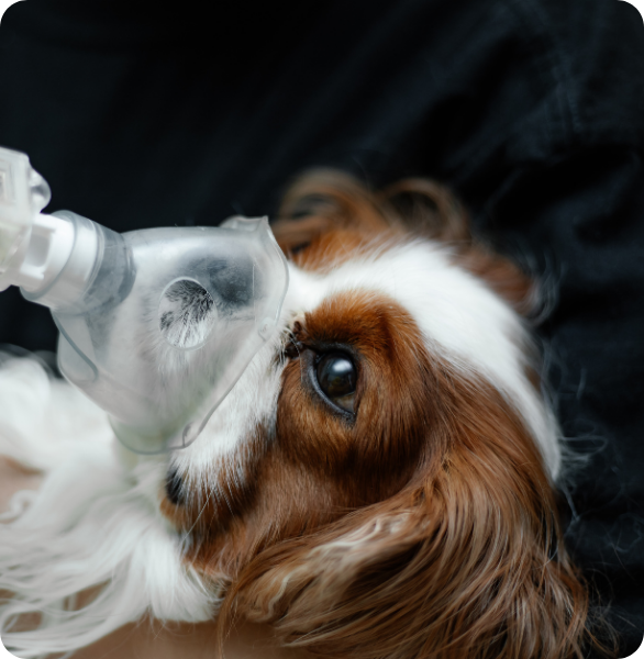King Cavalier Charles coker spaniel con nebulizzatore per allergia King Cavalier Charles cocker spaniel con nebulizzatore per allergia