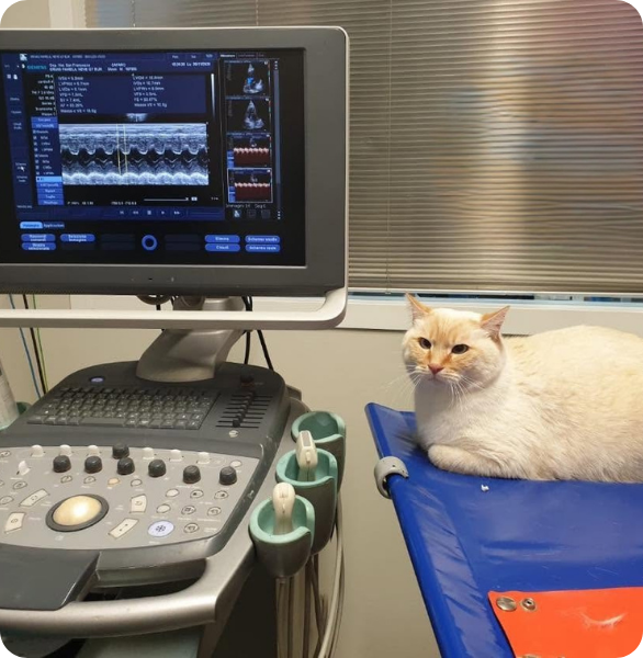 Neve dopo un controllo ecocardio La gatta Neve dopo un controllo cardiologico con ecocardio