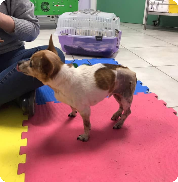 Cane durante un percorso di fisioterapia veterinaria post-operatoria