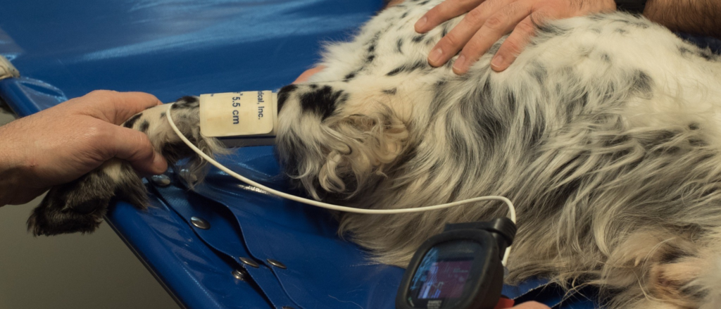 Controllo cardiologico veterinario su un cane in ambulatorio