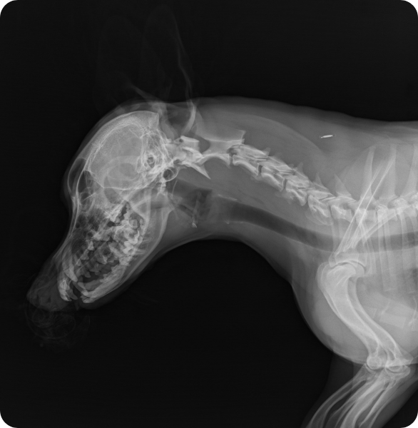RX cane controllo testa e collo Esame RX di un cane con controllo di testa e collo