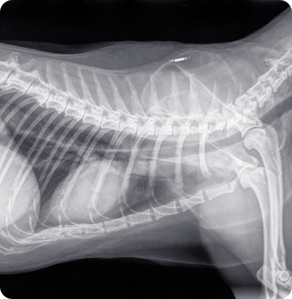 Raggi x torace gatto Studio radiologi del torace di un gatto, in cui si vede il microchip impiantato
