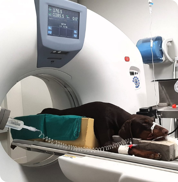 Cane durante esame TAC veterinario in struttura in anestesia generale