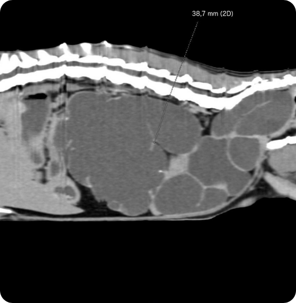 Immagine TAC veterinaria addominale con studio dell’area renale per controllo di idronefrosi renale