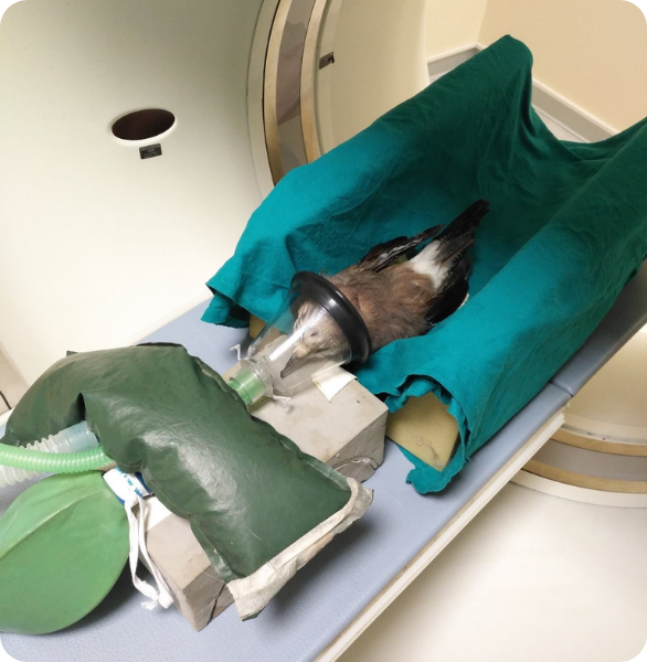 TC ad una Ghiandaia Un uccellino viene anestetizzato per un esame diagnostico con la TAC
