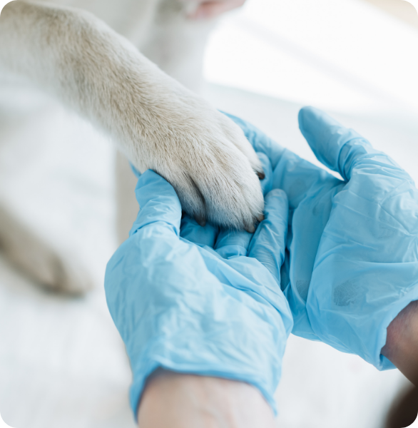 assistenza-paziente-oncologico-cane Mano del veterinario che accoglie la zampa di un cane durante il percorso oncologico