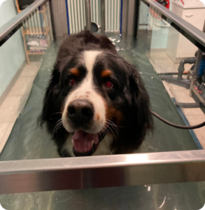 Cane durante una seduta di idroterapia veterinaria