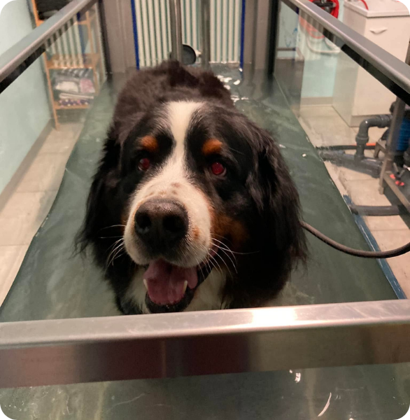 Cane durante una seduta di idroterapia veterinaria