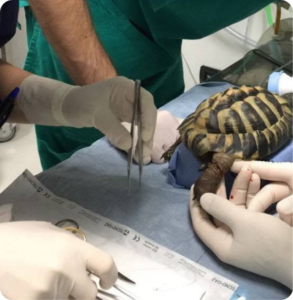 Tartaruga durante una procedura chirurgica veterinaria