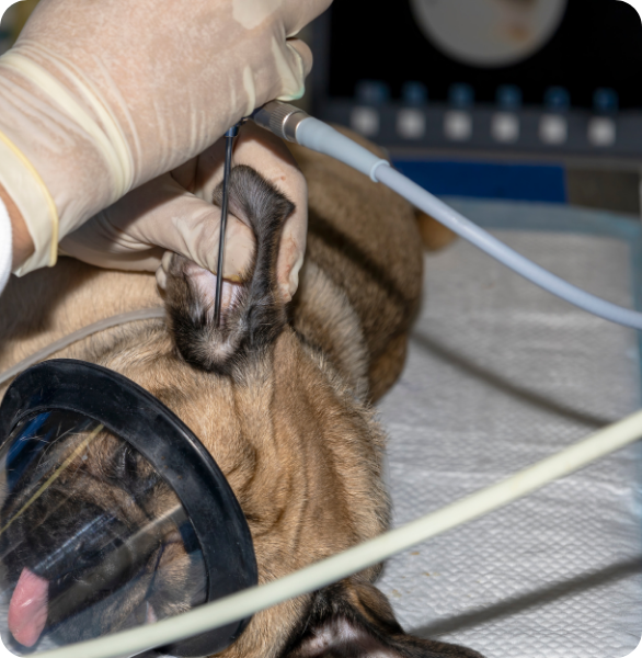 Esame endoscopico del condotto uditivo in un cane