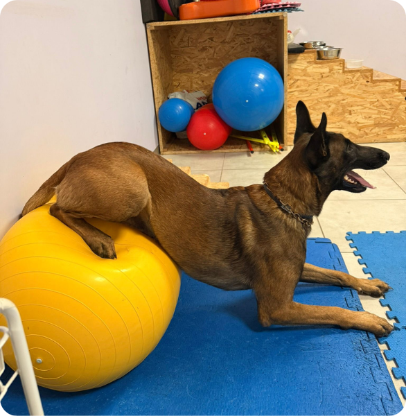 esercizi per il recupero delle funzioni posteriori cane da pastore belga Malinois durante seduta di fisioterapia