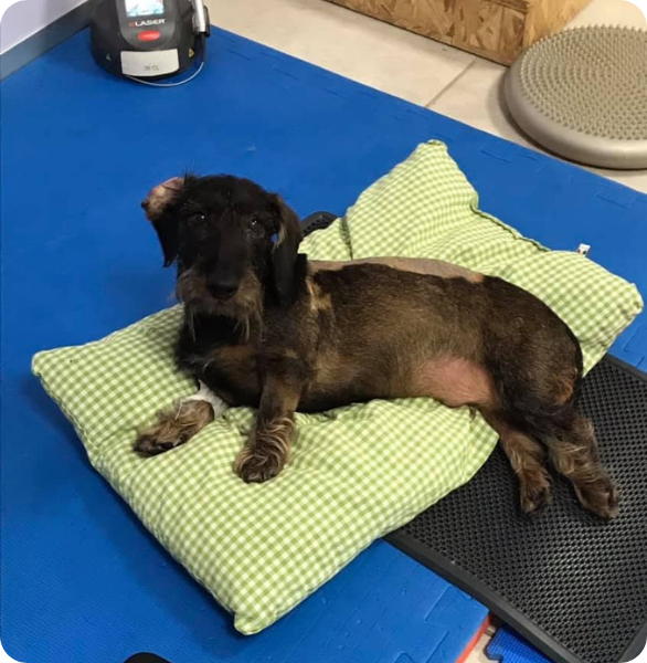 Recupero con fisioterapia per un estrusione discale trattata presso l'Ospedale Veterinario San Francesco Treviso