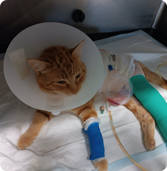 gatto-ricoverato-in-pronto-soccorso-veterinario Gatto ricoverato in pronto soccorso veterinario durante il monitoraggio clinico
