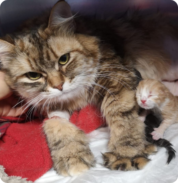 parto cesareo Gattina diventata mamma dopo un parto cesareo in urgenza