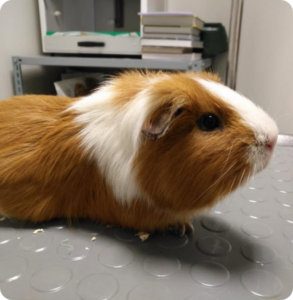Porcellino d’India durante una visita veterinaria