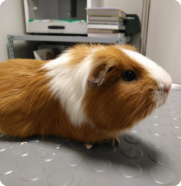 Porcellino d’India durante una visita veterinaria