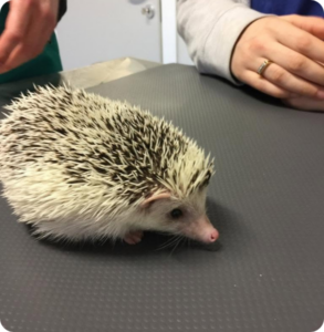 Riccio durante una valutazione veterinaria